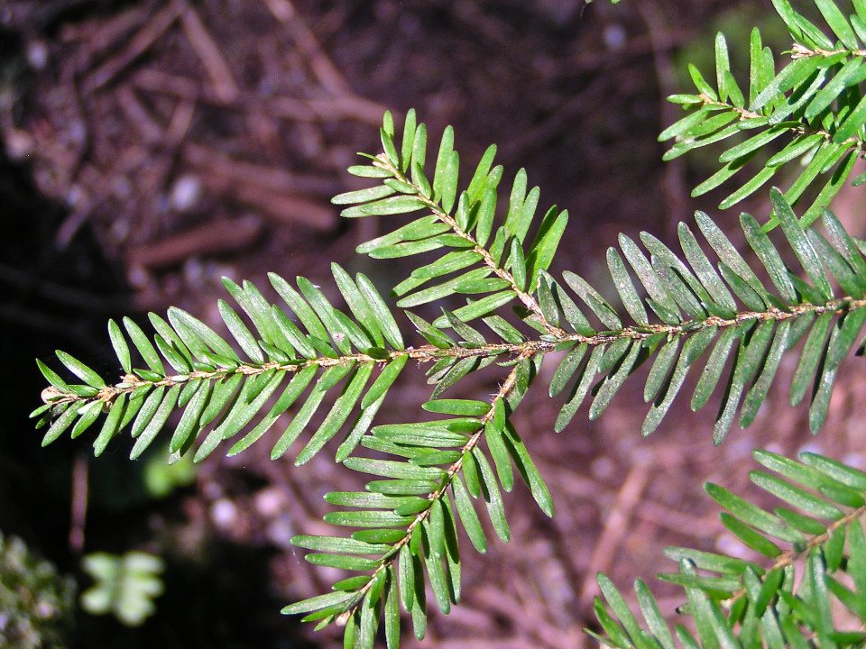 tree-of-life-western-hemlock