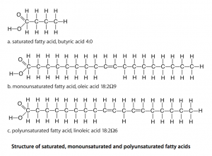 Fats And Oils